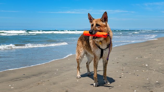 Dog at the beach