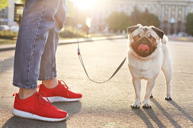 cute pug with tongue out on leash