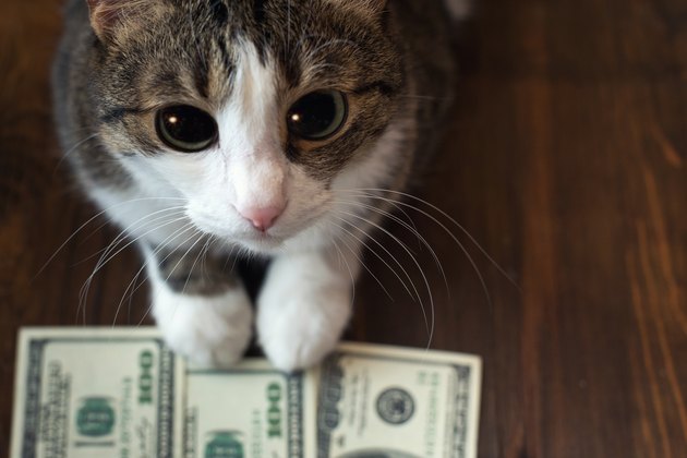 Adorable cat holds dollar banknotes with her paws and looks into the camera with her big eyes