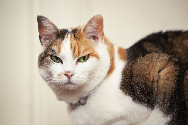 Mean Looking Cat