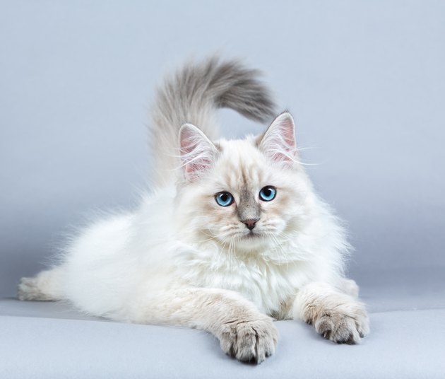Portrait of Siberian kitten, studio shoot