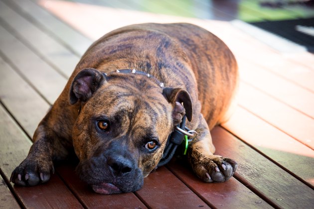 Dog lying on porch