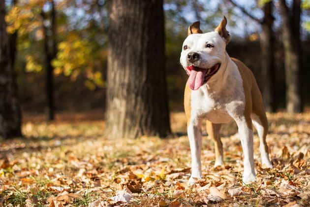 Happiness dog portrait