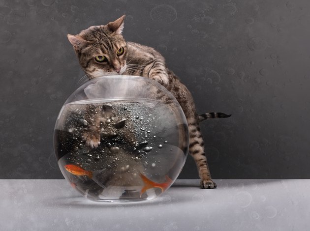 Cat fishing