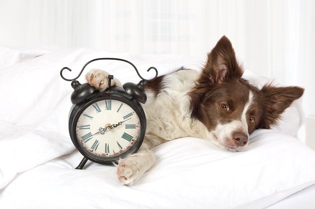 Adorable Collie border breed dog sleeping in bed