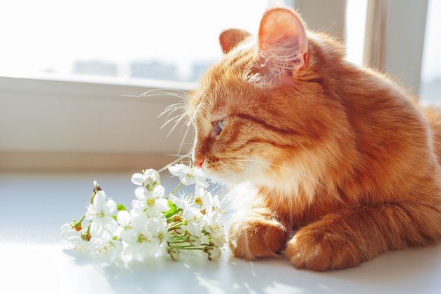 Cute ginger cat smells a bouquet of cherry flowers. Cozy spring morning at home.