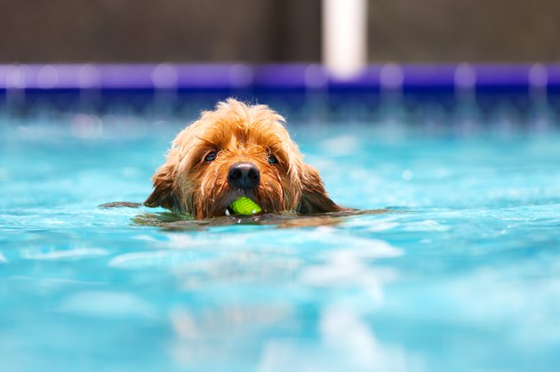 14 Water Safety Tips To Protect Your Dog This Summer | Cuteness