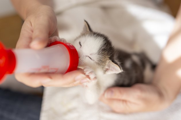 Woman feeding a baby cat