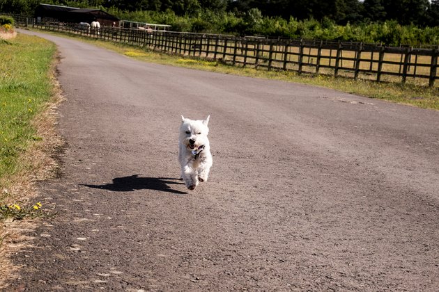 Little white dog on a road