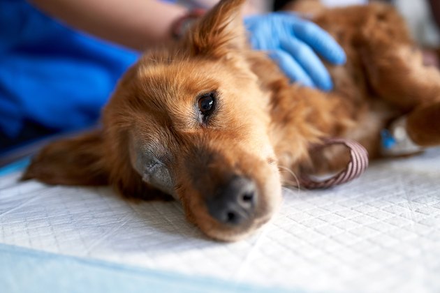 Sick and bitten dog, looking at the camera during medical check-up in a veterinary clinic. Veterinary control campaign.