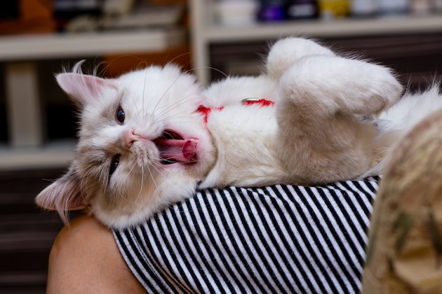 cat