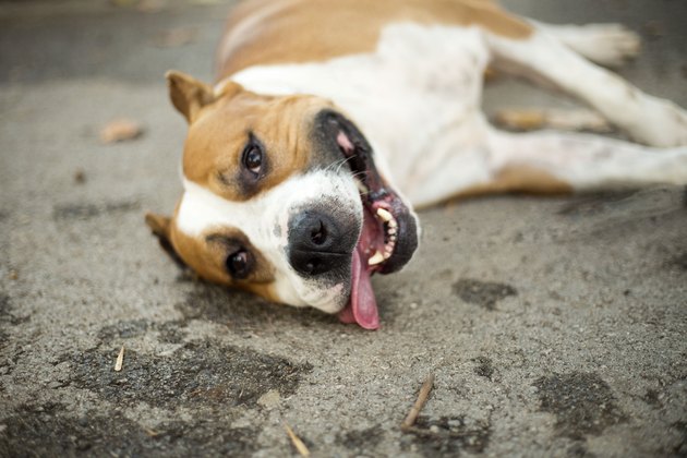 Posing male stafford bull terrier outside