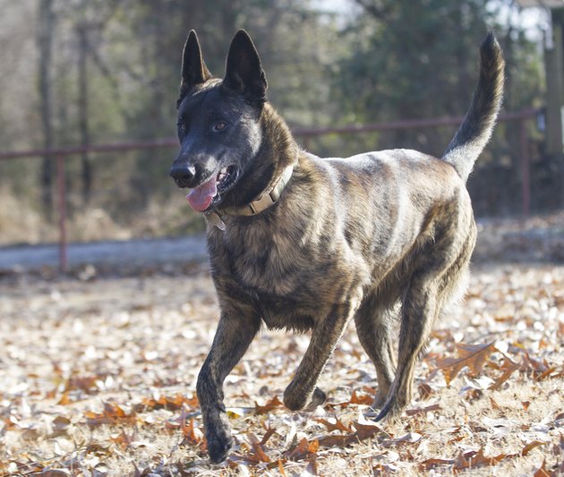 Dutch Shepherd Dog or Belgian Malinois