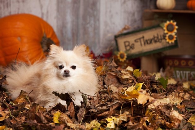 Pomeranian in the Leaves