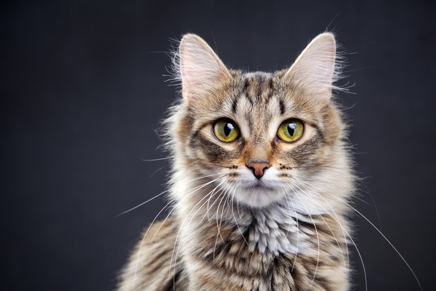 Portrait of a cat