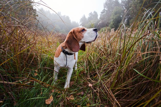 Small beagle in tall grass in forest