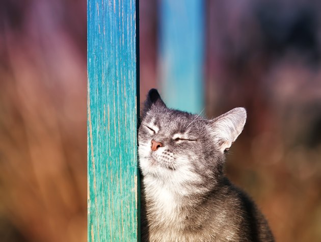 striped kitten rubs against a wooden beam in the yard in the Sunny spring garden closing his eyes with pleasure