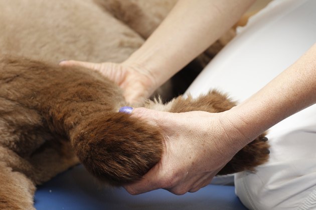 Canine physical therapy