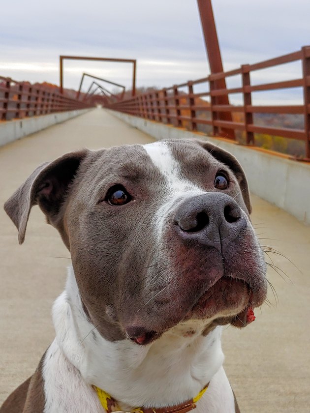 Dog Walk