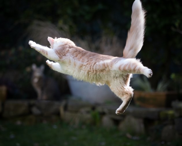 How High Can Cats Jump? | Cuteness