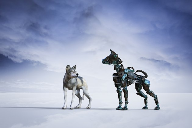 Dog looking at robot dog