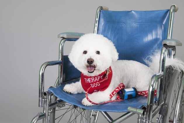 Cute Bischon therapy dog