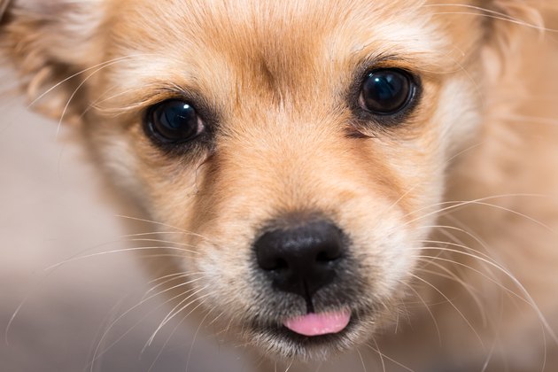 Close-Up Portrait Of Puppy