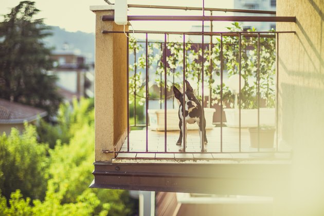 Boston terrier on balcony