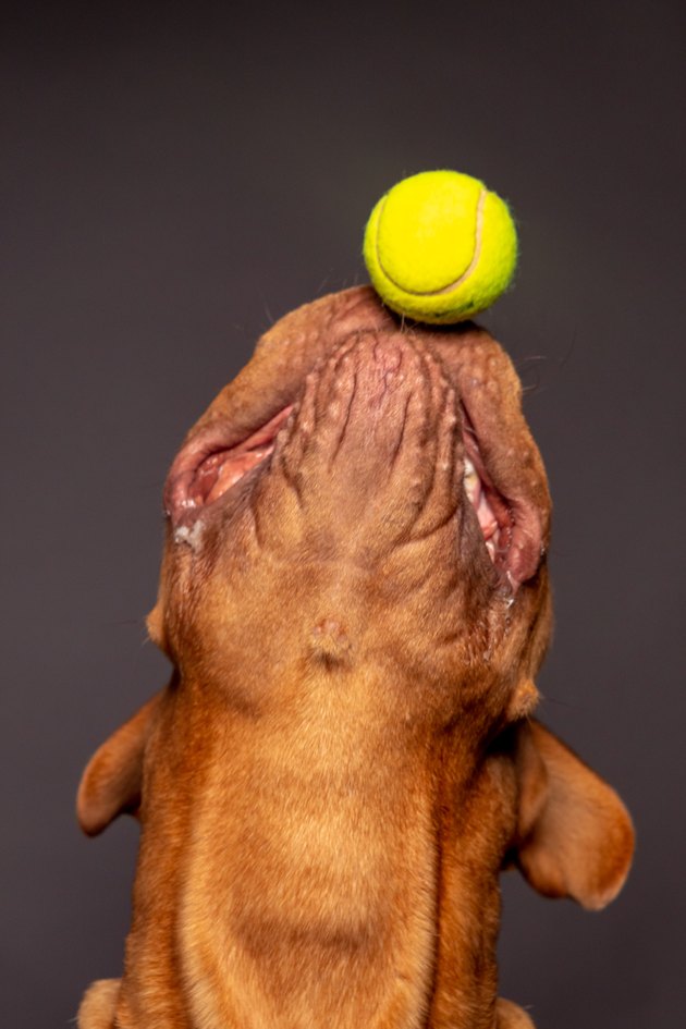 Dogue de bordeaux dog play with a tenns ball. Gray background.