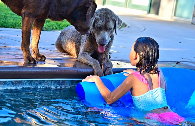 Girl Looking At Dog In Swimming Pool