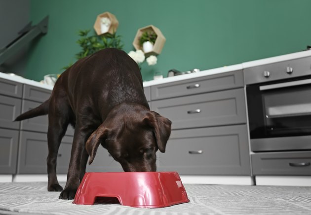 Cute funny dog eating at home