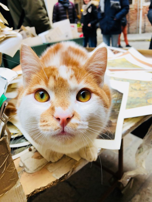 Turkish van cat