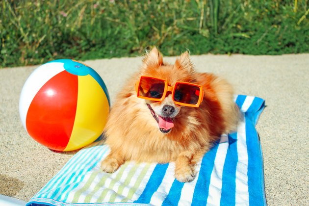 pomeranian dog wearing sunglasses next to a beach ball on a towel