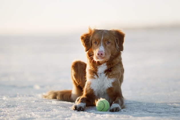 Nova Scotia Duck Tolling Retriever Dog Breed Facts ...