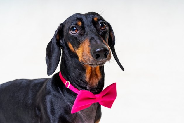 dachshund