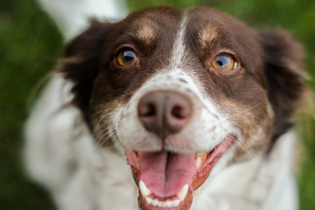 dog looking up and smiling