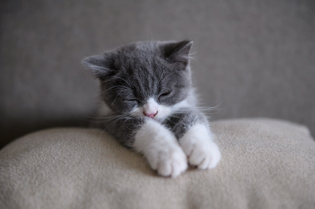 Cute British short Hairy cat
