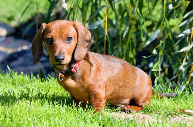 dachshund
