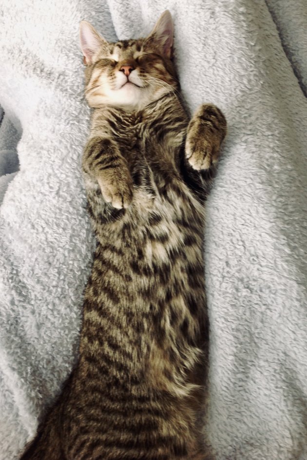 Cat sleeping on her back