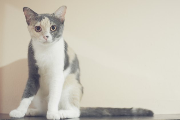 Cute cat in home