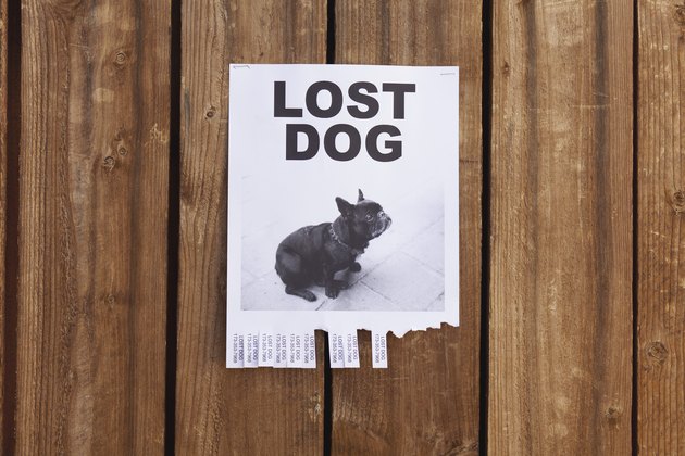 A lost dog flyer posted on a wooden fence