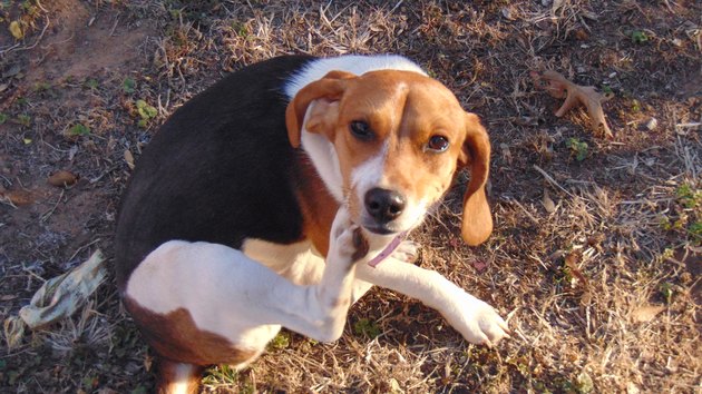 A beagle scratching herself outside