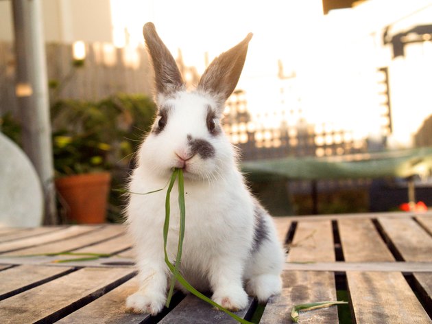 Pet baby rabbit eating grass