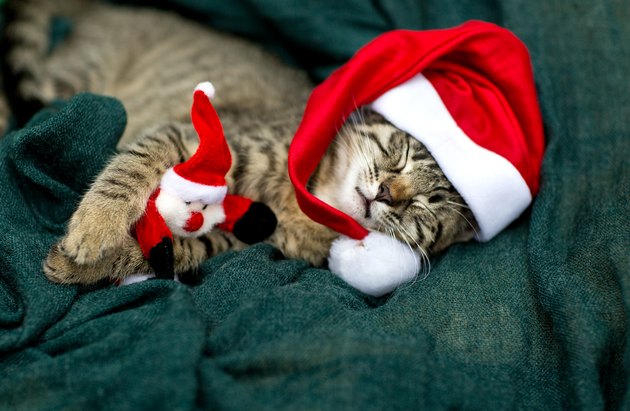 Cat baby with cap