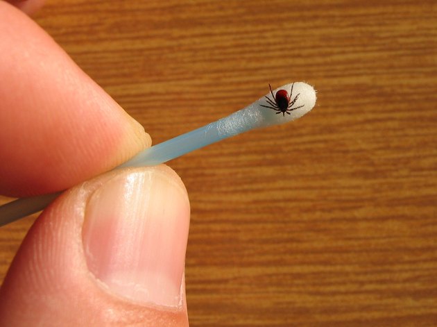 Tick on a stick