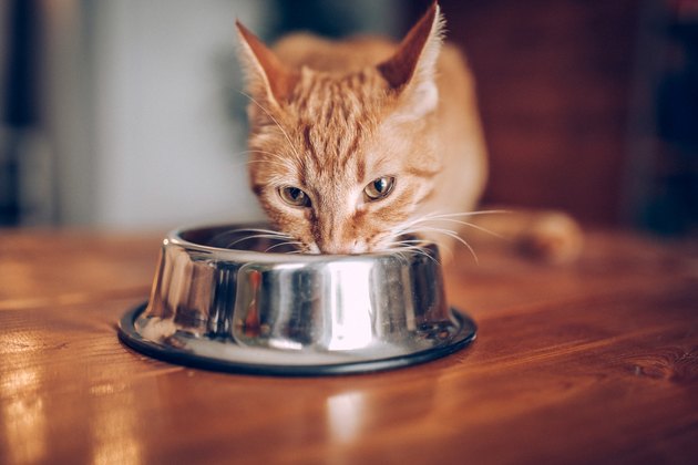 Cat eating out of bowl