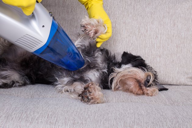 Person hovering animal fur from sofa