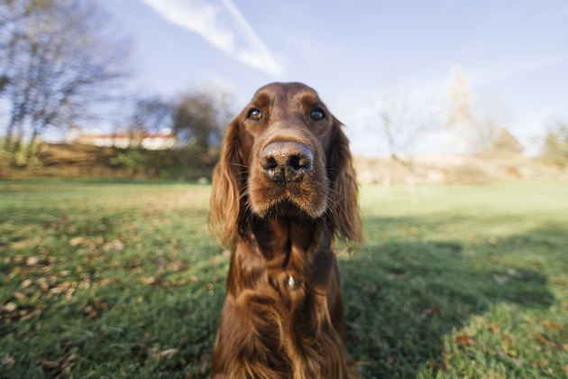 Irish setter outdoor portrait