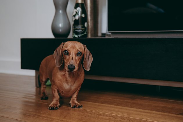 dachshund