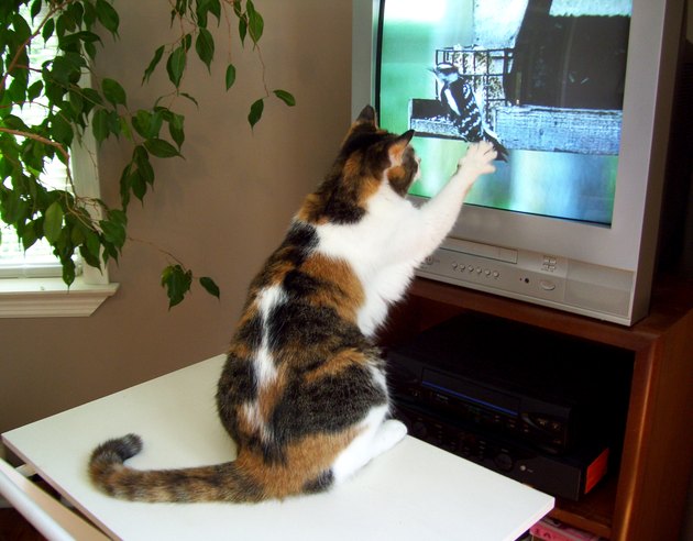 Cat Reaching for Bird on Television